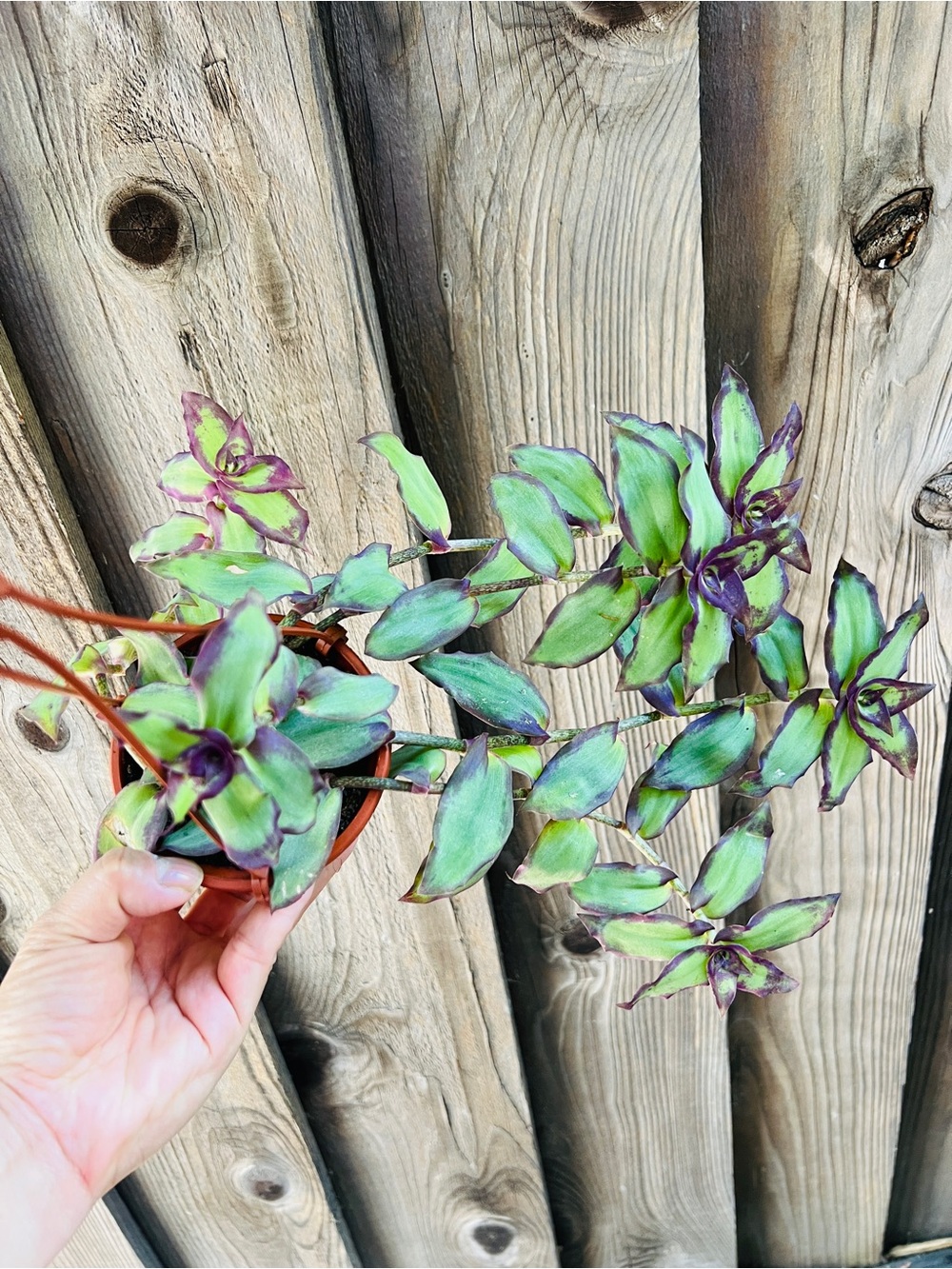 Callisia soconuscensis “Redilla’s Dragon Tail” / “Quetzalcoatl” Live Hanging Pla